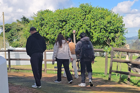 Cape Town: Ostrich Ranch Safari with Hotel Transfer