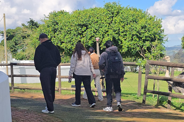 Cape Town: Ostrich Ranch Safari with Hotel Transfer
