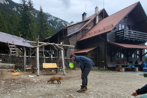 Brașov: Caminhada privada em Piatra Craiului até a cabana CurmaturaBrașov: Caminhada Privada de Piatra Craiului até a Cabana Curmatura