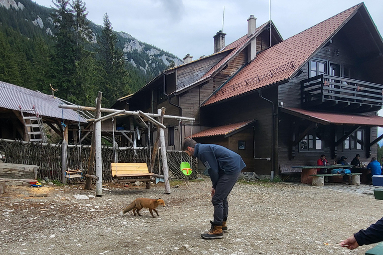 Brașov: Caminhada privada em Piatra Craiului até a cabana CurmaturaBrașov: Caminhada Privada de Piatra Craiului até a Cabana Curmatura