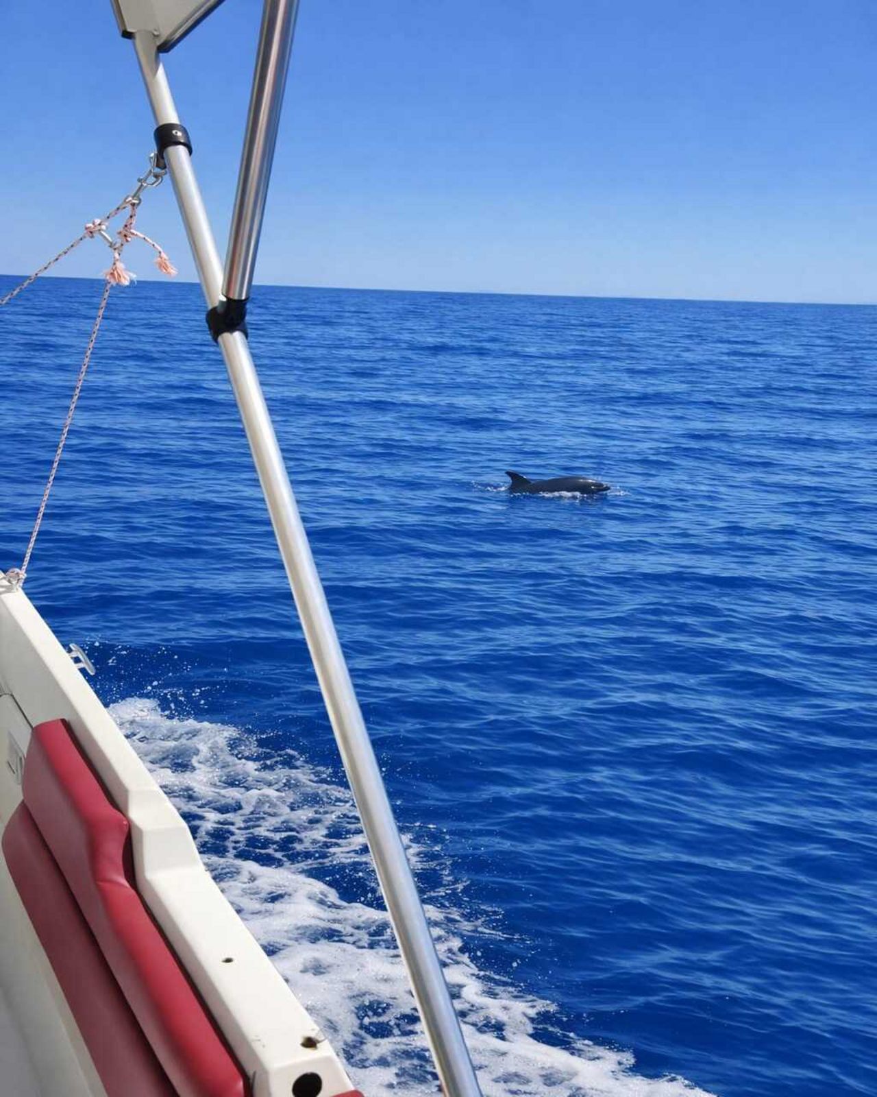 Entdecken Sie Ortigia mit dem Boot: Verborgene Höhlen und Delfine