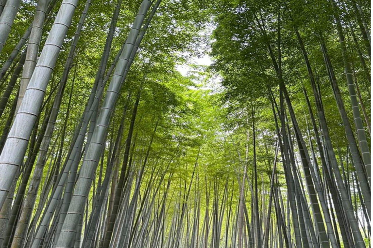 大阪/京都：京都和奈良私人定制一日旅行