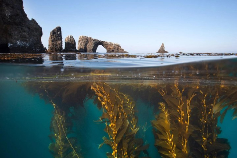 From Orange County: Channel Islands Private Day Tour