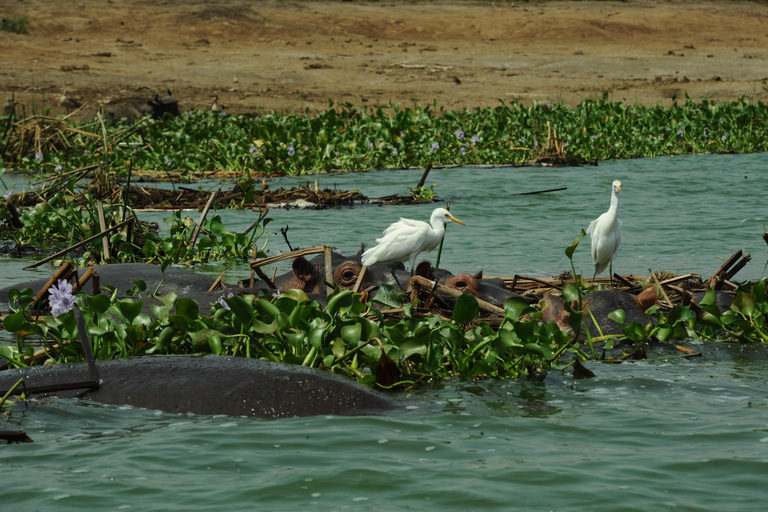 عنتيبي: رحلة سفاري لمدة 3 أيام في منتزه الملكة إليزابيث الوطني