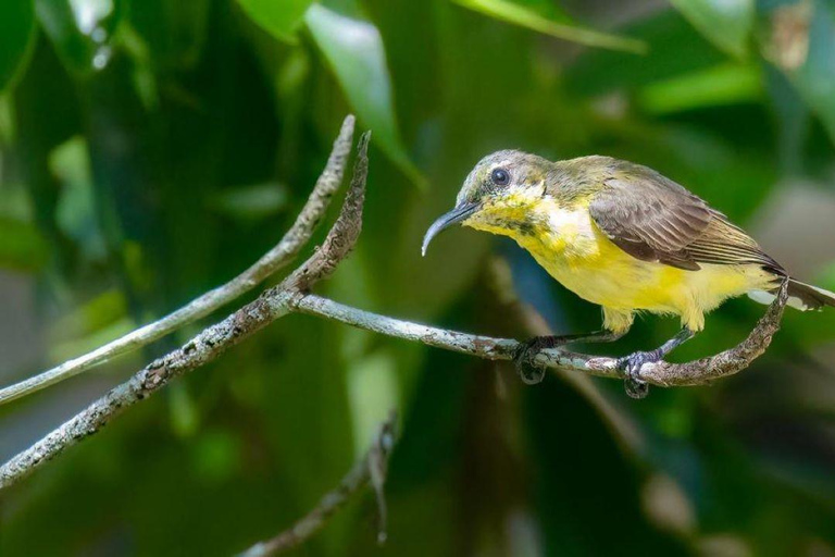 Langkawi: Półdniowa wycieczka Birdwatching Tour