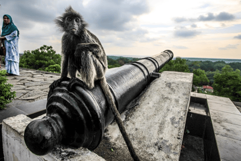 From Kuala Lumpur: Private Fireflies, Monkeys & Seafood Tour Kuala Lumpur: Kuala Selangor Fireflies & Dinner Tour