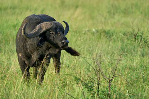 Arusha: Safari de 3 dias em Tarangire e no Lago Manyara National...