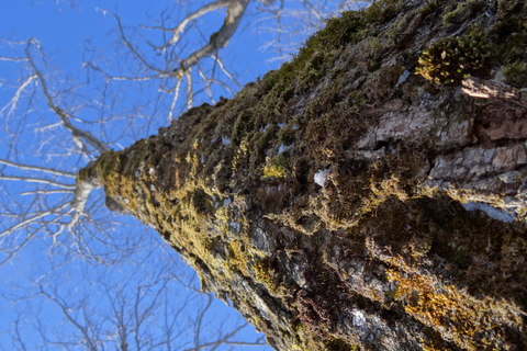 Montréal: Maple Syrup Tasting Conference!