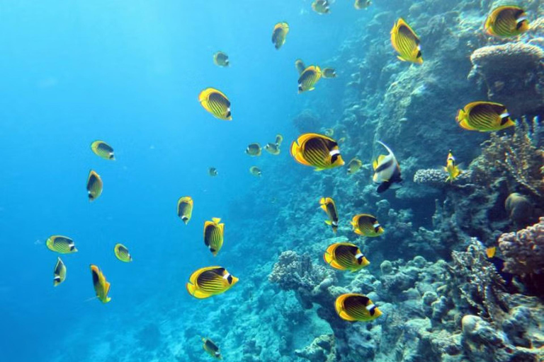 Sharm El Sheikh: Ras Mohamed Snorkeling & Diving Boat Trip Ras Mohamed & White Island – Snorkeling Package
