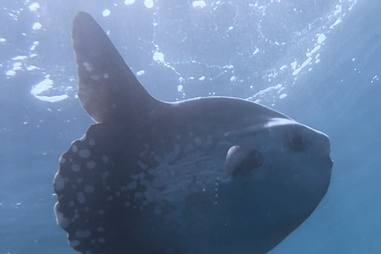 Nice : Excursion en mer VIP avec plongée en apnée et découverte de la plongée sous-marine