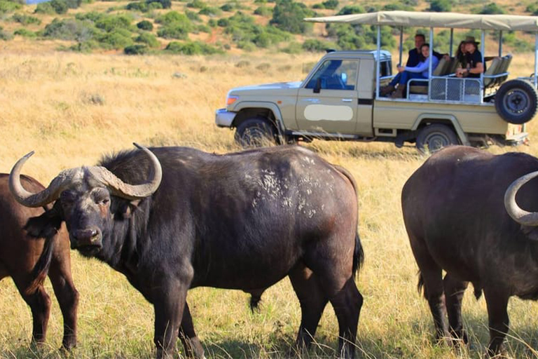 Arusha: 8-Day Serengeti Migration Safari Tour