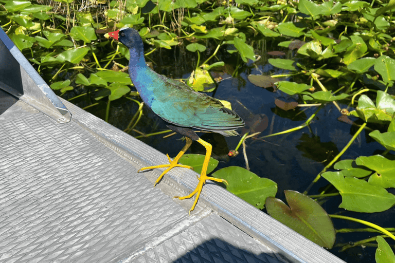 Miami: Everglades Airboat Ride & Little Havana Food Tour