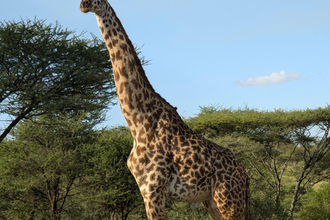 Arusha: 4 giorni di safari nel Serengeti e nel cratere Ngorongoro