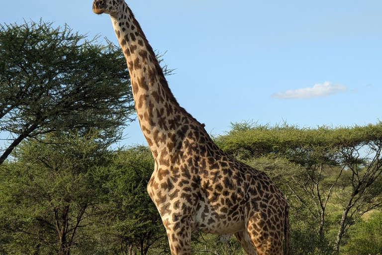 Arusha: 4 giorni di safari nel Serengeti e nel cratere Ngorongoro