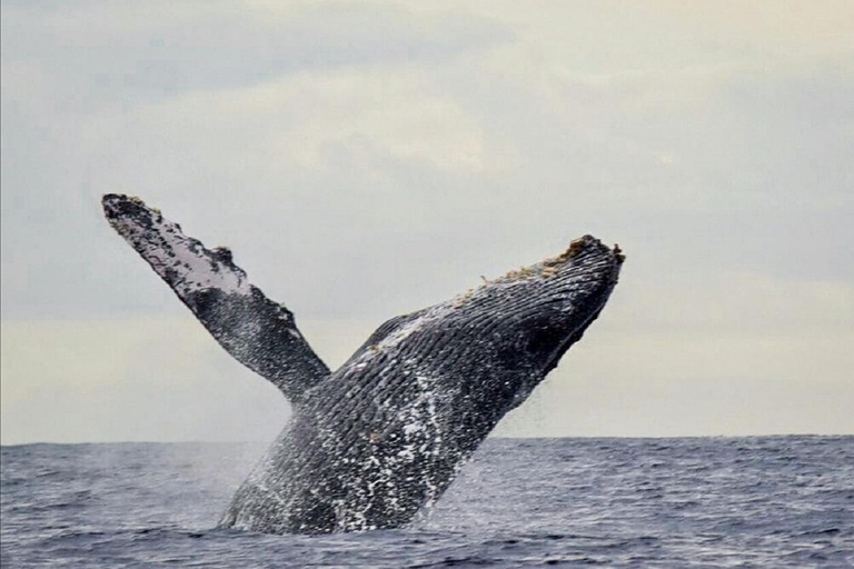 San José del Cabo: Whale Watching Experience Shared Tour