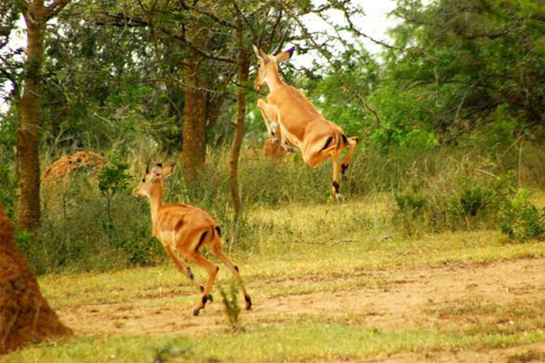 3 Day Refreshing Your Mind in Queen Elizabeth NP, Lake Mburo3 Days Refreshing Your Mind in Queen Elizabeth NP