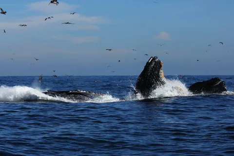 Excursion passionnante à la rencontre des baleines à bosse + repas : Puerto Vallarta