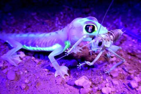 Namib Desert Night Walk