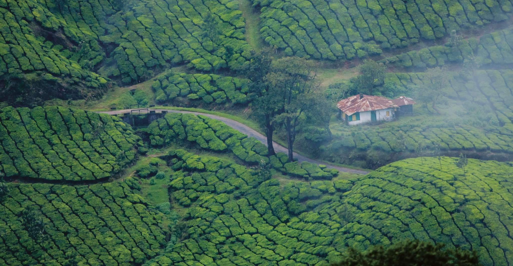 Munnar Day Return Excursion Ex Kochi Covering all Essentials - Housity