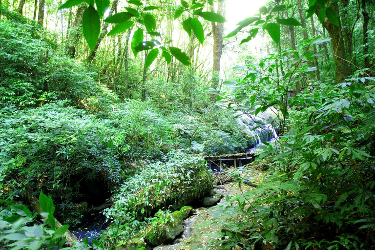 Chiang Mai : Doi Inthanon, chutes d'eau et villages tribaux