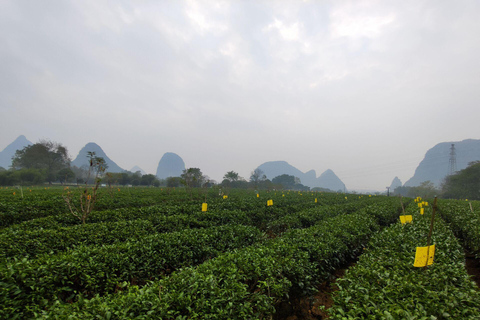 Guilin: Privat tur till vassflöjtsgrottan och teplantagenAvresa från hotell i Guilin