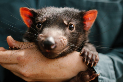 Hobart: Port Arthur, Bruny, Hastings y Tahune, excursión de un día de 4 días