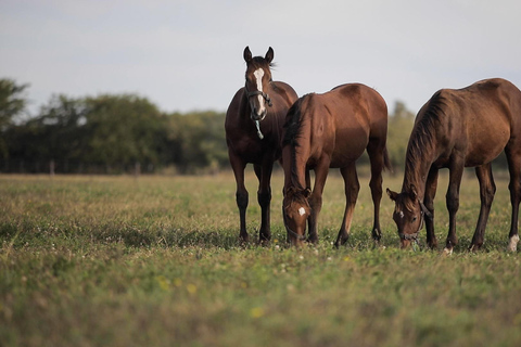 Caballos, Asado y Naturaleza. Un día en una granja de pura sangre