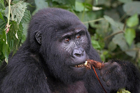 Uganda: 5-Day Gorilla Trekking and Wildlife Safari