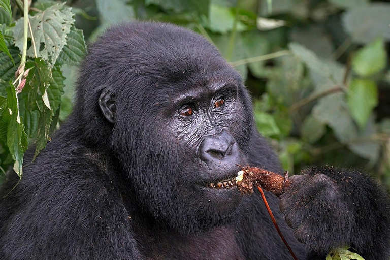 Uganda: 5-Day Gorilla Trekking and Wildlife Safari