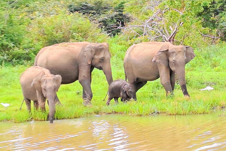 Pacchetto turistico di 14 giorni in Sri LankaPacchetto tour di 14 giorni: copertura completa della parte migliore dello Sri Lanka