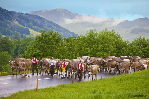 Rundtur med öppet tak i Zürich och choklad- och ostlandskapet