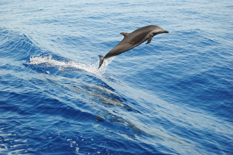 Hurghada: All-Inclusive Elite VIP Dolphin House & Massage Including Transfer from Hurghada