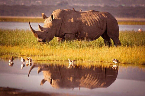 Nairobi: Lake Nakuru National Park Day Trip Safari