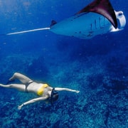 Exmouth: Ningaloo Reef 2.5-hour snorkel / Turtle Tour