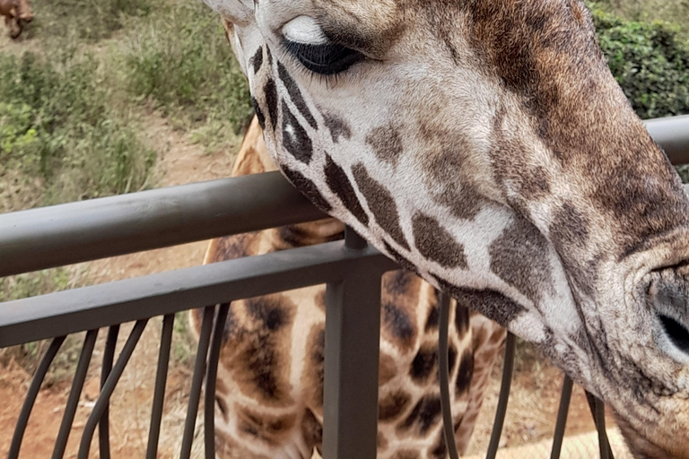 Nairobi: Parco nazionale, orfanotrofio degli elefanti e tour delle giraffe