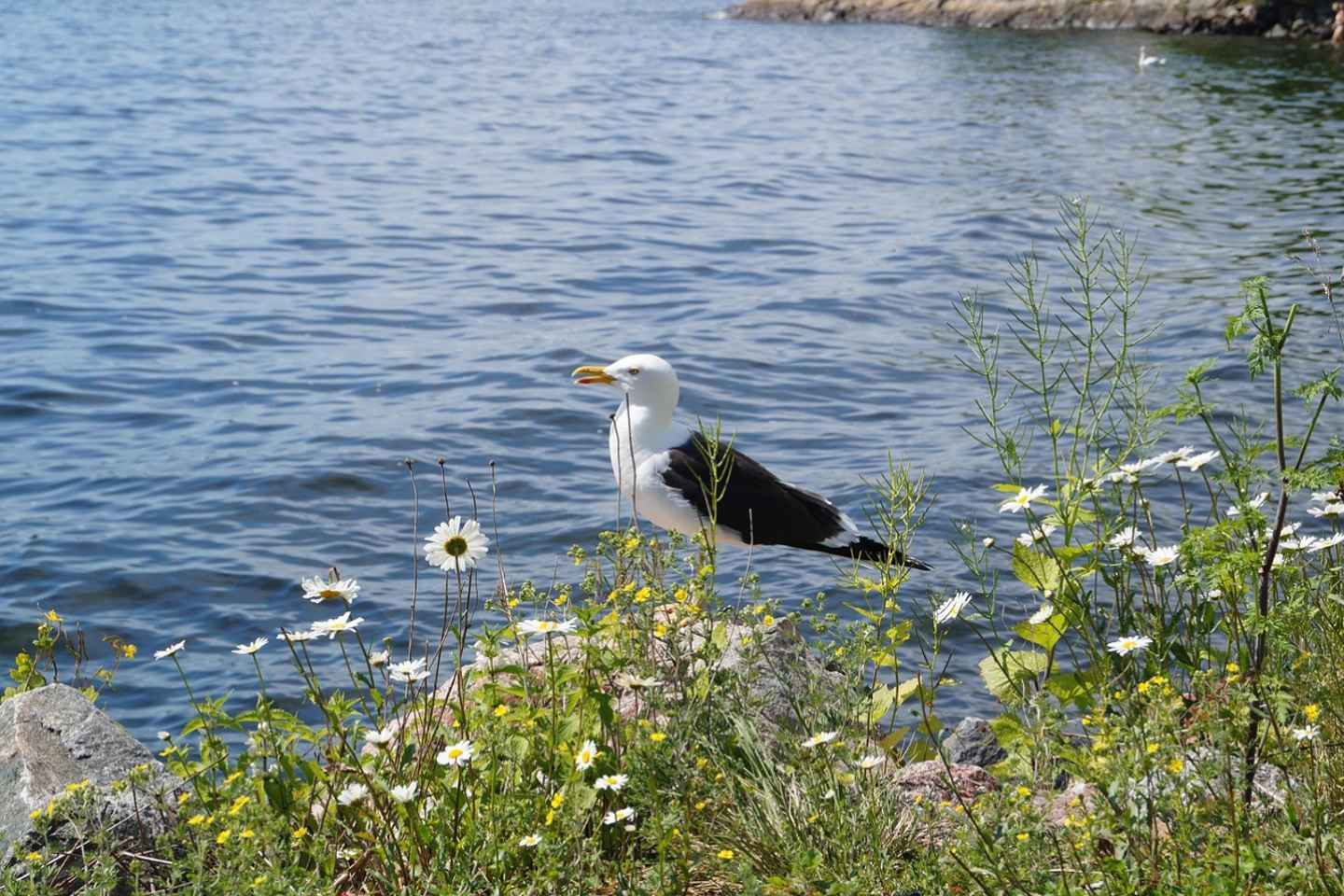 Stockholm Archipelago Guided Island Cruise with Swedish Fika