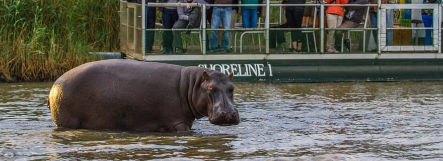 Sainte-Lucie : Croisière à bord d'un bateau de 15 places pour observer les hippopotames et les crocodiles