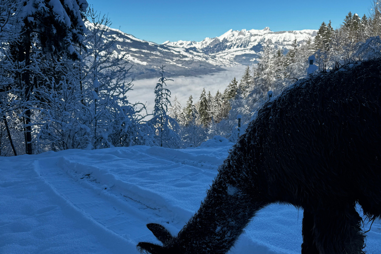 Guided llamawalk with a traditional, homemade cheesefondue