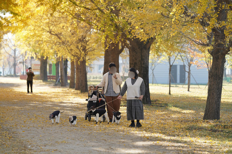 Depuis Séoul : Expérience d&#039;une journée complète au festival Ogok Naru de YeojuAu départ de Séoul : expérience d&#039;une journée complète au festival Yeoju Ogok Naru