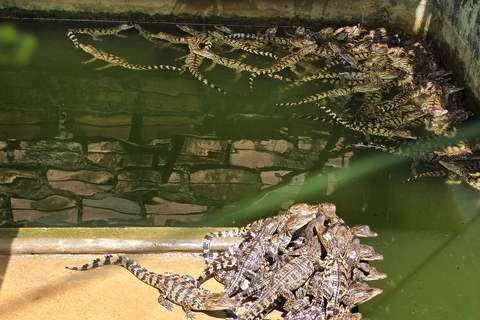 Siem Reap Crocodile Farm Tour With Tuk Tuk Transfer