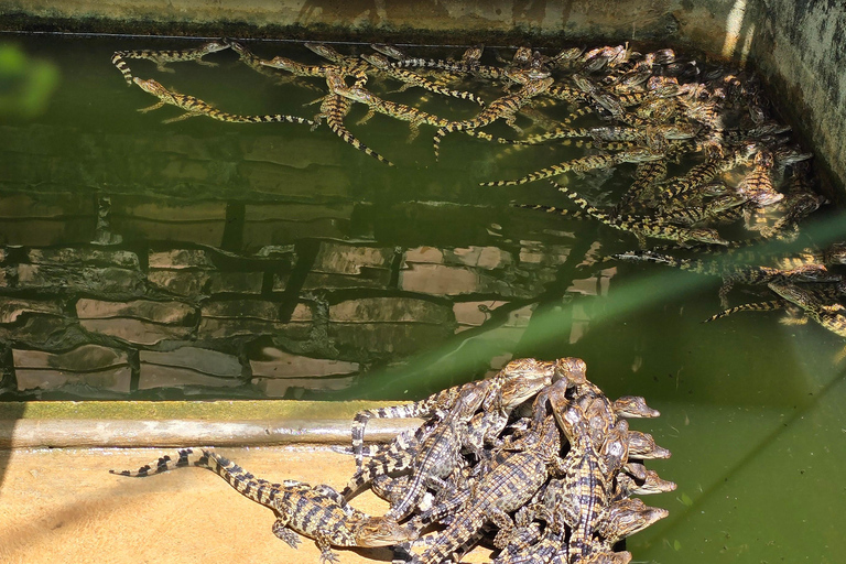 Siem Reap Crocodile Farm Tour With Tuk Tuk Transfer