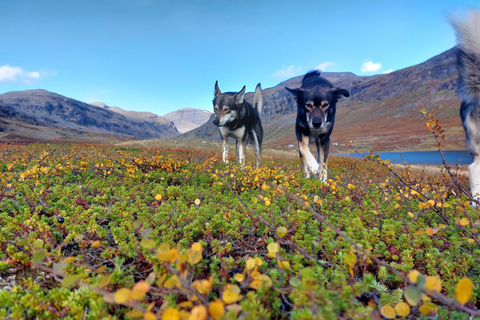 Abisko: Husky Hike in Abisko Valley with Alaskan Huskies