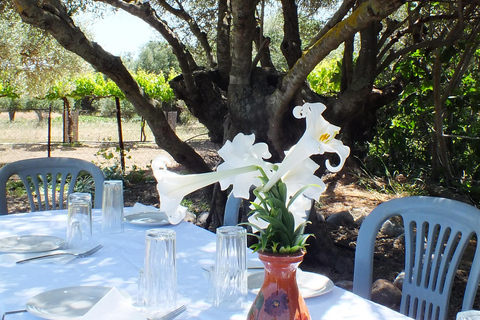 Experiencia en la Ruta del Olivo, clase de cocina y cata de aceite de oliva