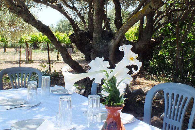 Experiencia en la Ruta del Olivo, clase de cocina y cata de aceite de oliva