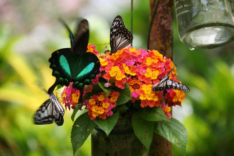From Cebu: Bohol Countryside Tour Day Trip with Buffet Lunch