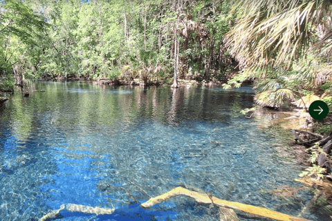 Silver Springs: Clear Kayak Rental with Wildlife Viewing Single Clear Kayak