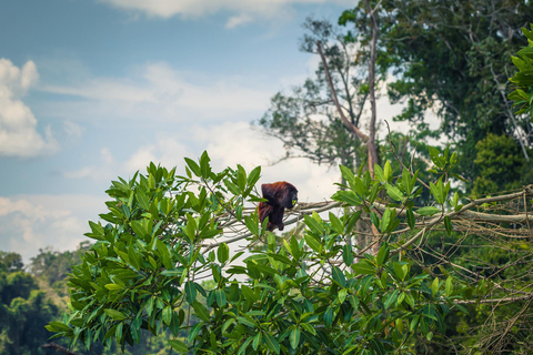 Circuit de 5 jours au parc national de Manu et à la forêt amazonienne de Cusco