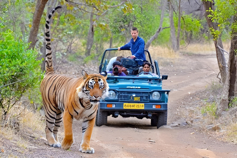 10 Tage Rajasthan &amp; Goldenes Dreieck mit Tiger Safari Tour10 Tage Tour - AC Auto mit professionellem Guide