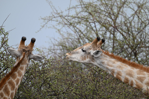 Windhoek: 3-Day Guided Safari in Etosha with Lodge