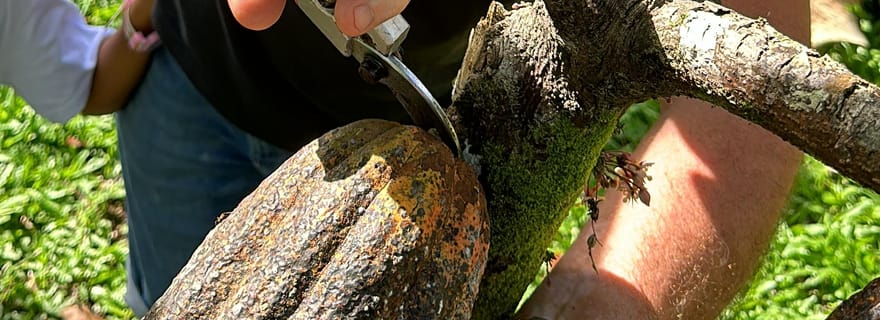 Visite de la chocolaterie et de la ferme de Bohol